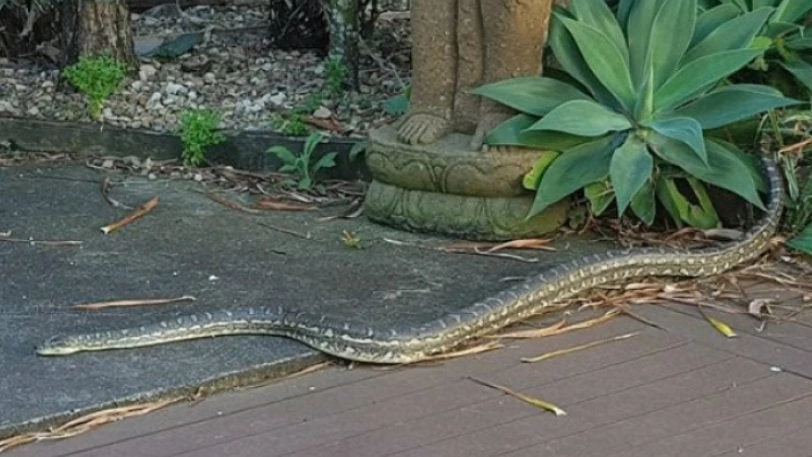 Βγήκε να πετάξει τα σκουπίδια και βρήκε τεράστιο πύθωνα να σκαρφαλώνει στην στέγη (εικόνες, βίντεο)